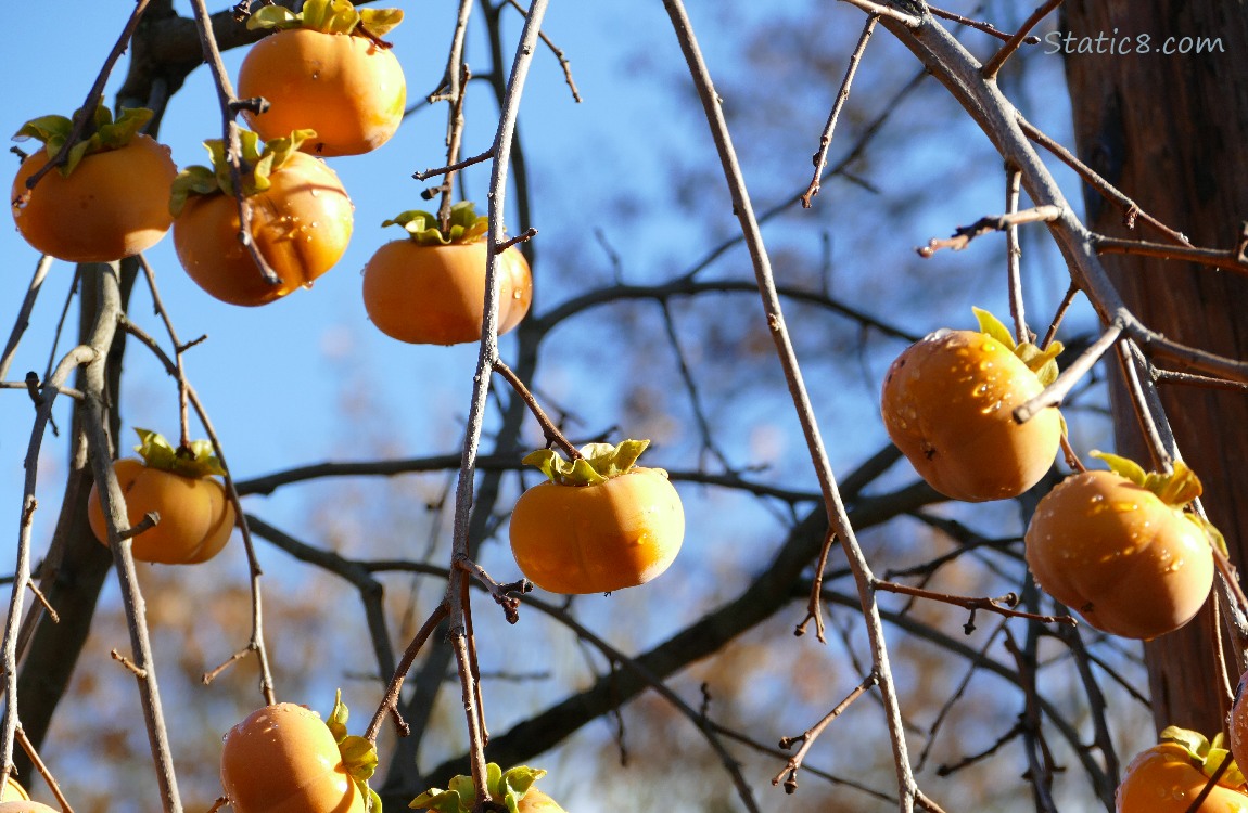 Ripe Persimmons hanging from a winter bare tree