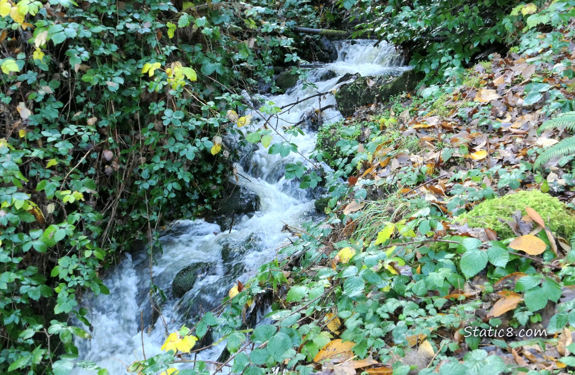 small forest waterfall