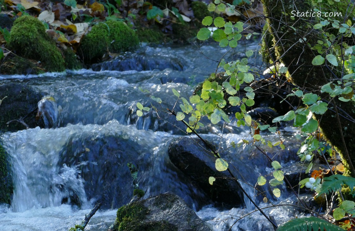 small forest waterfall