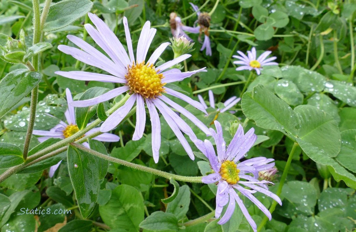 Aster blooms and clover leaves covered in raindrops