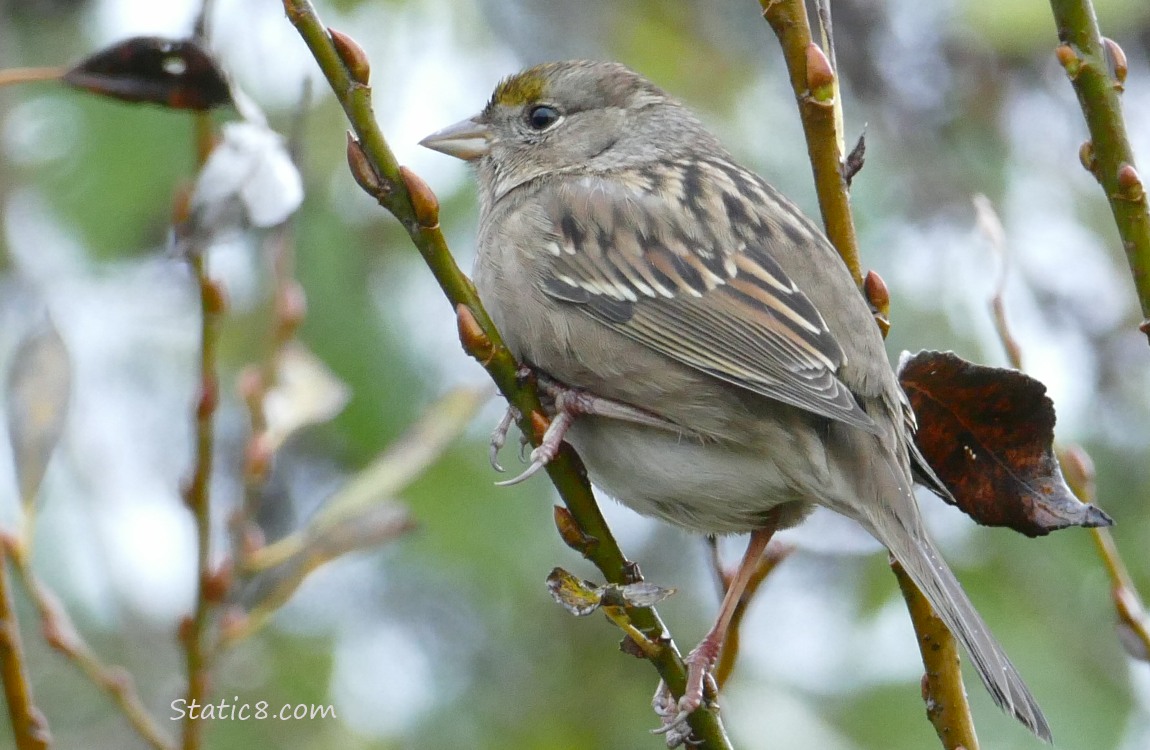 Juvenile Golden Crown Sparrow standing on a twig