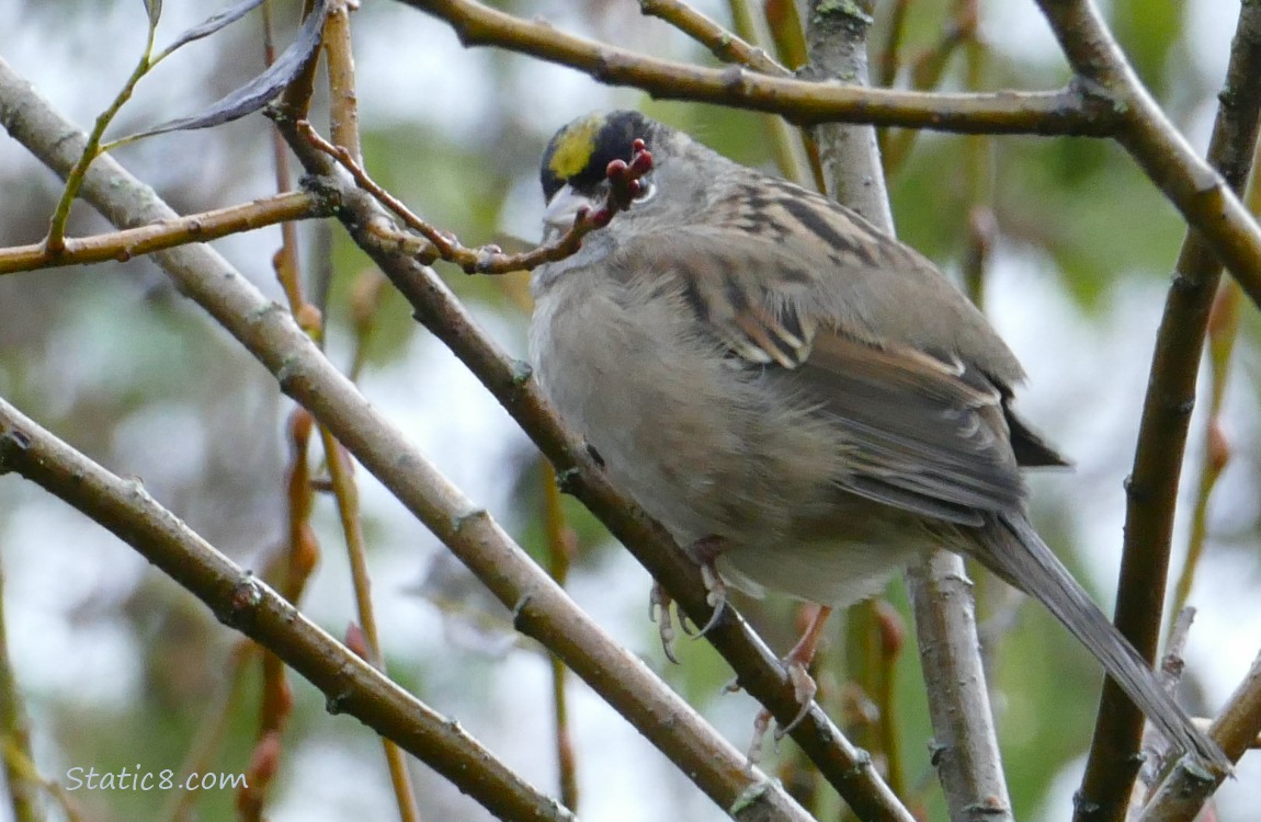 Golden Crown Sparrow with a stick in front of his face