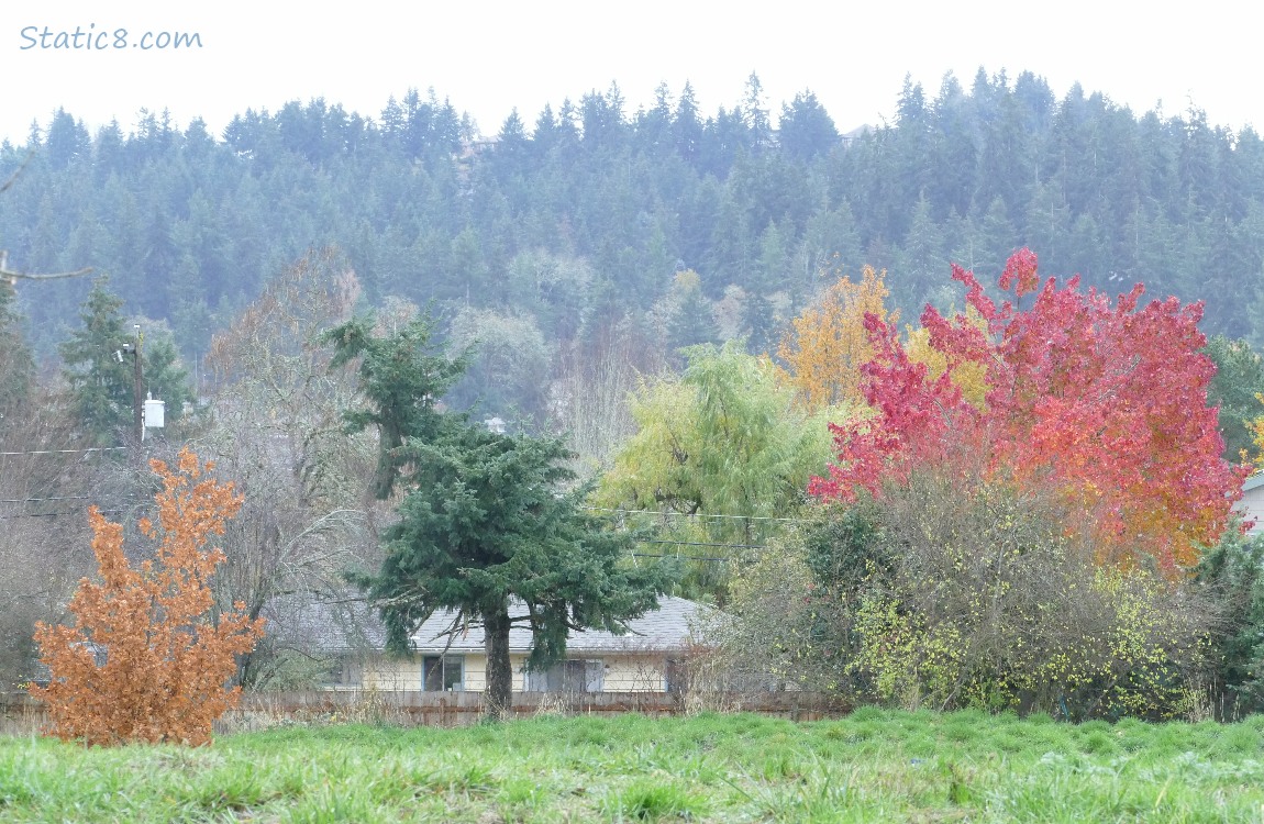 autumn trees