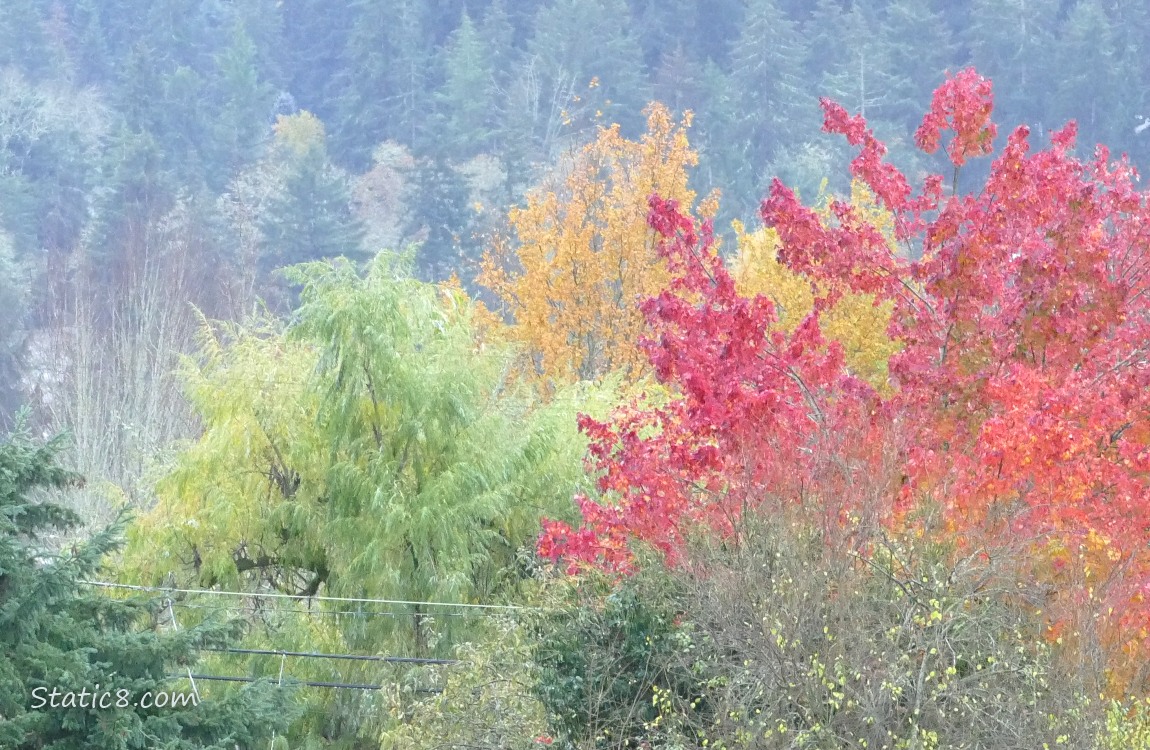 autumn trees