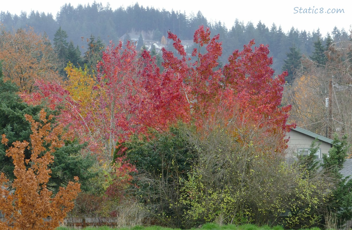 Autumn trees