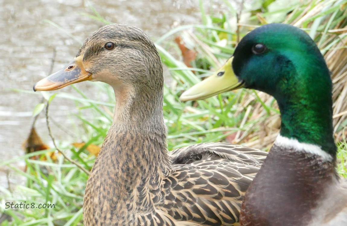 Close up of a female and male mallard, sitting near the water