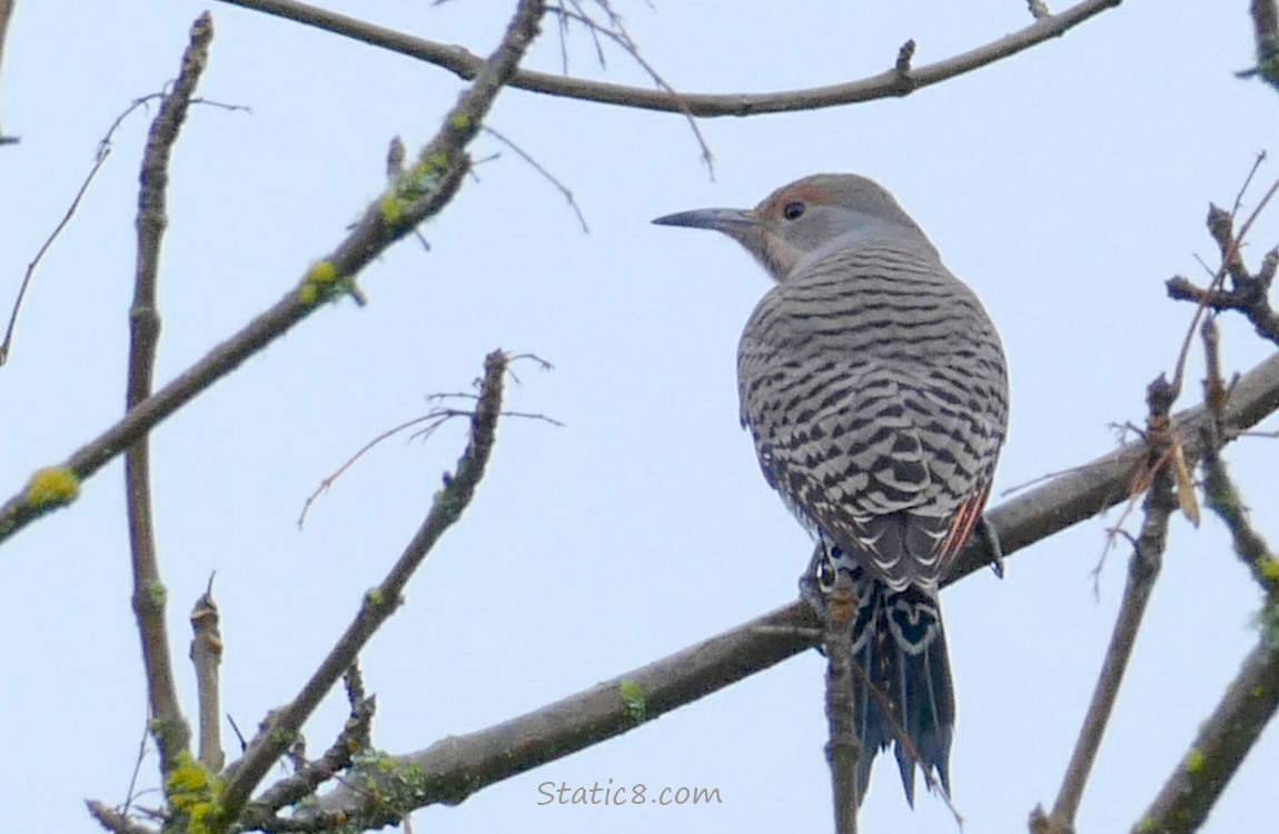 Northern Flicker standing on a twig