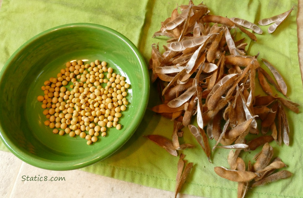 Shelled soybeans in a green bowl, next to the husks