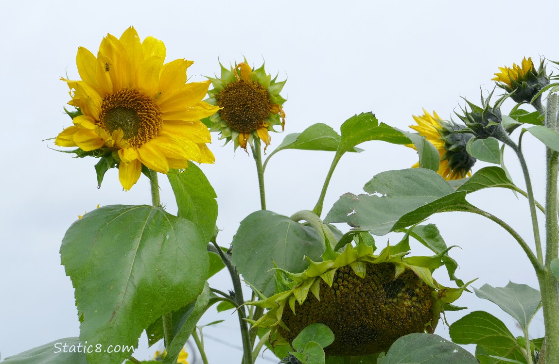 Sunflower blooms against a grey sky