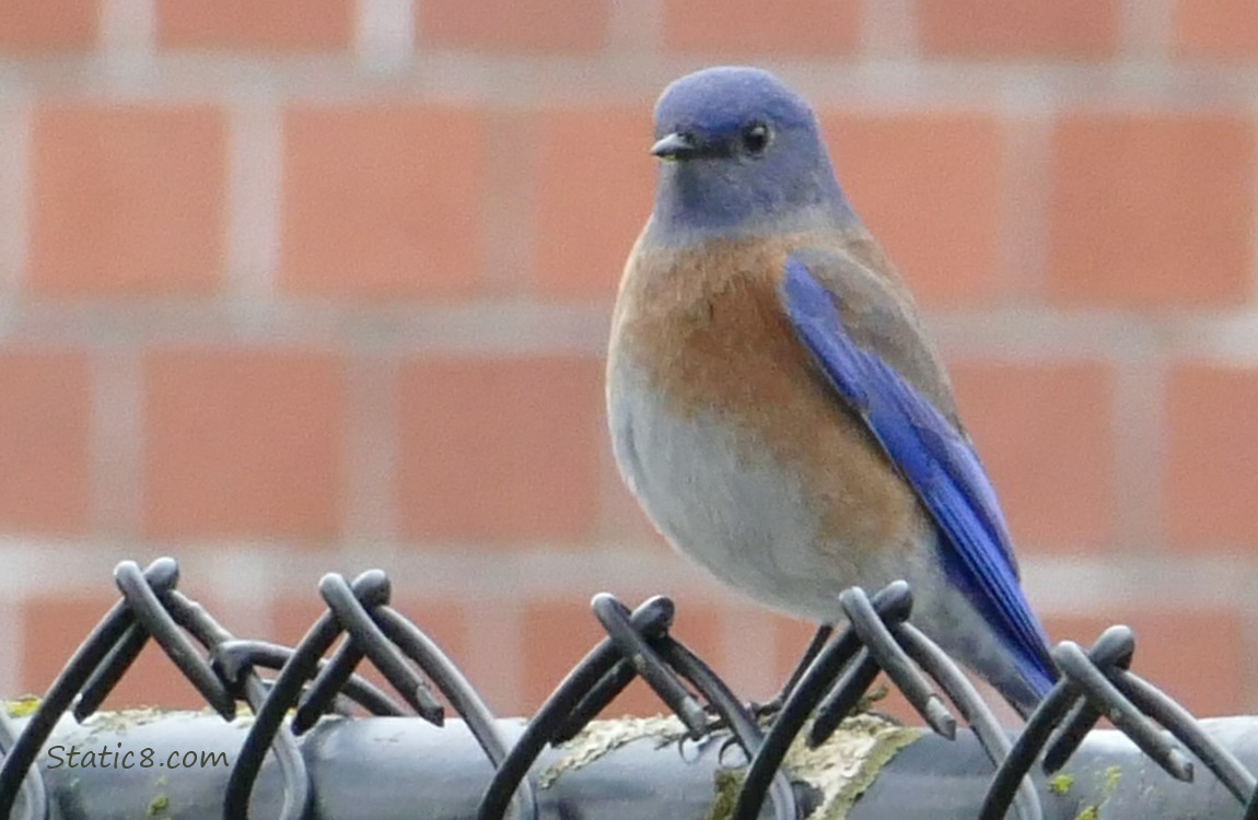 Western Bluebird standing on a chain link fence