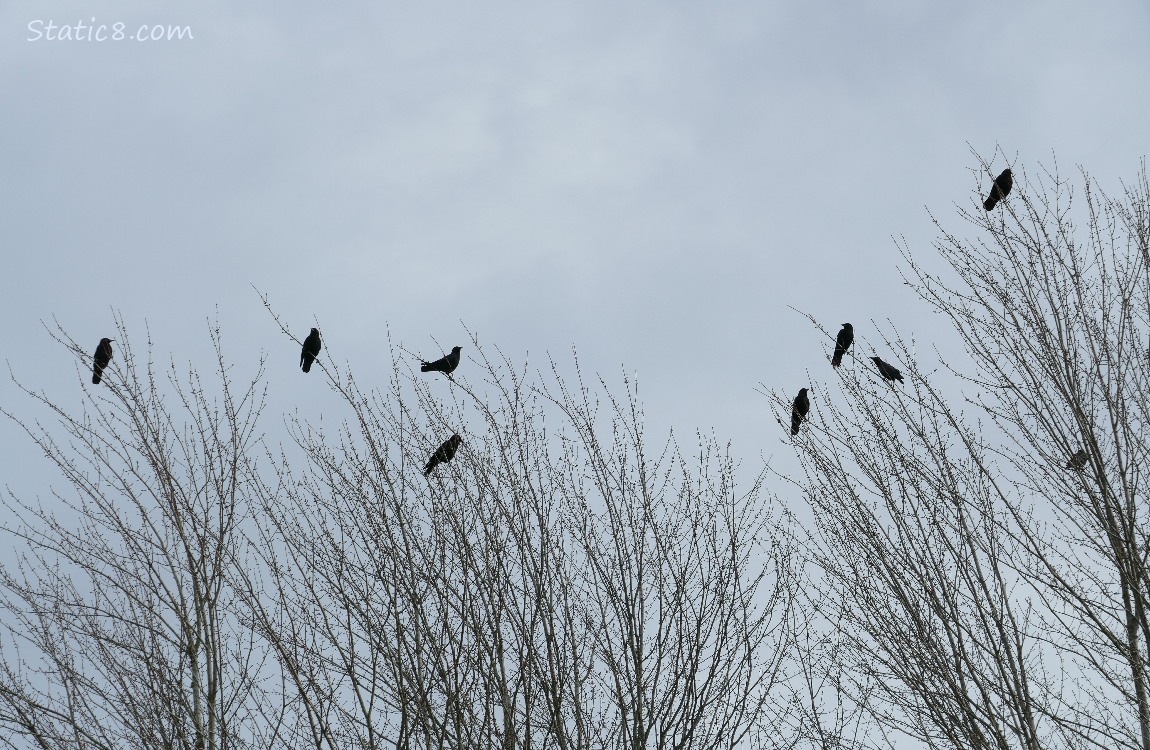 Silhouette of crows standing in the tops of winter bare trees