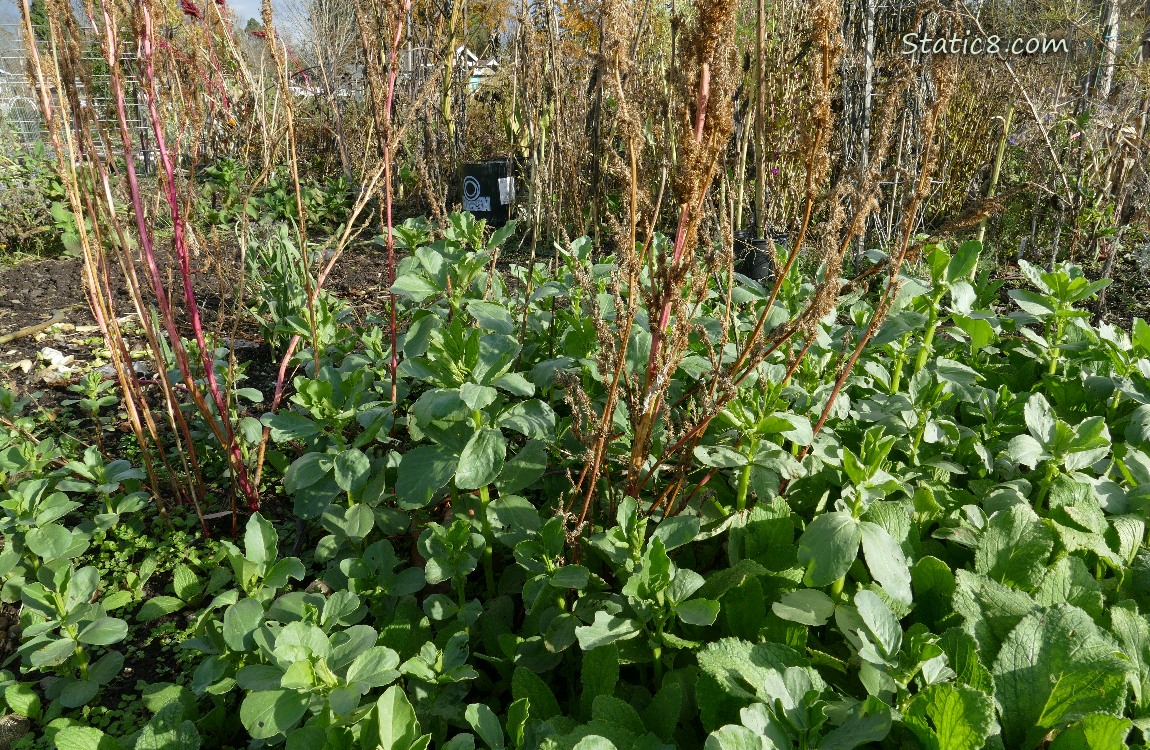 Fava growing in the garden plot