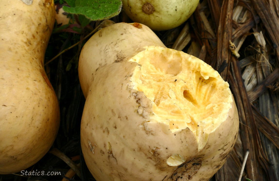 Munched Butternut Squash