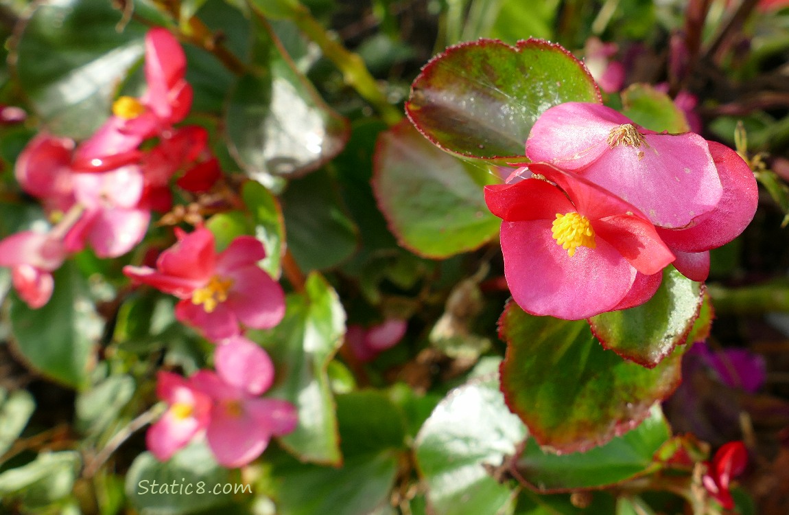 Pink flowers