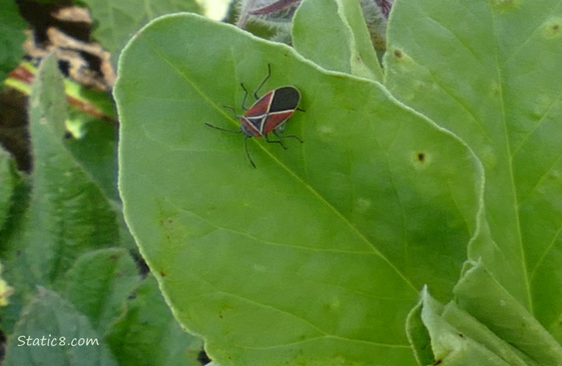 Whitecrossed Seed Bug standing on a fava leaf