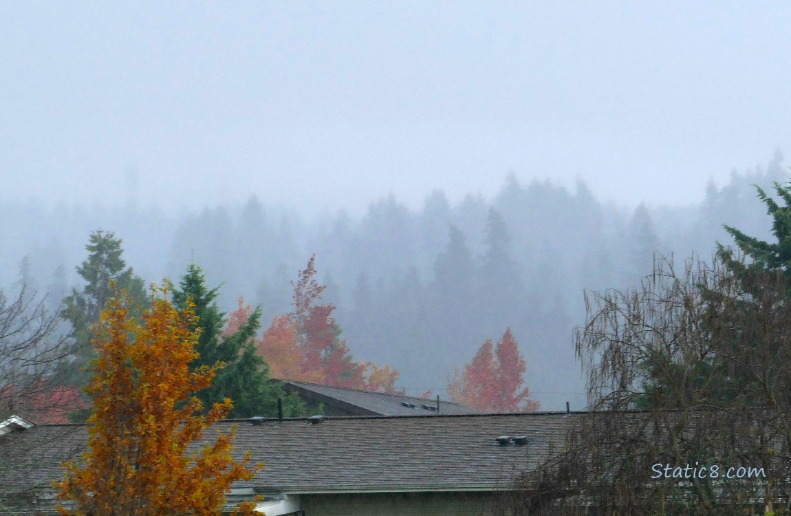 autumn trees on a dreary day