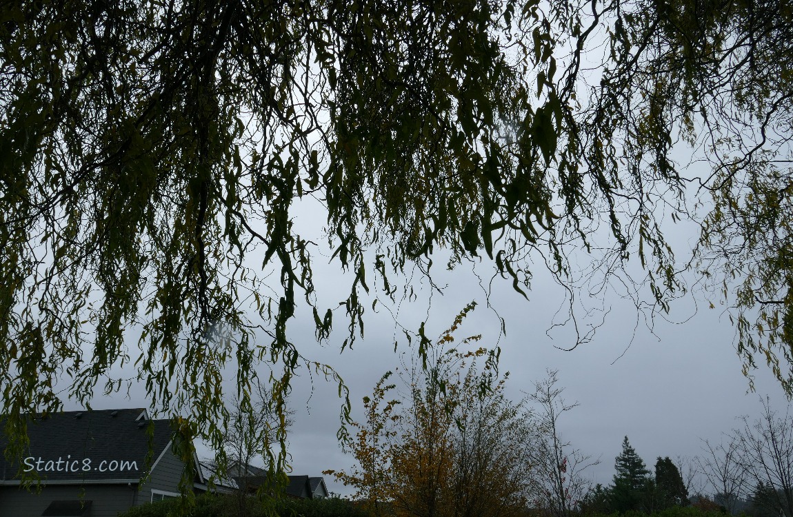 Silhouette of Willow leaves draping down