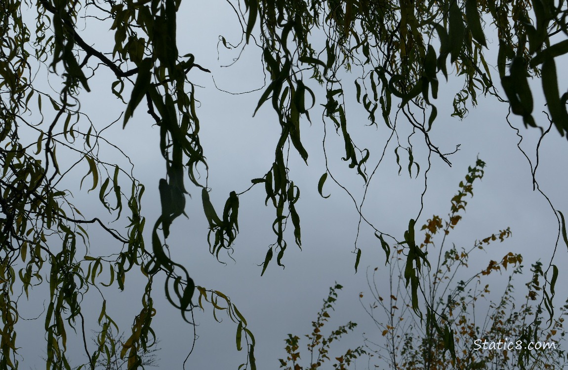 Silhouette of Willow leaves draping down