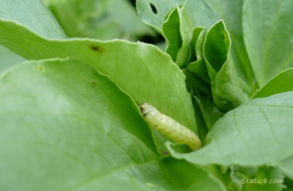 Caterpillar in some green fava leaves