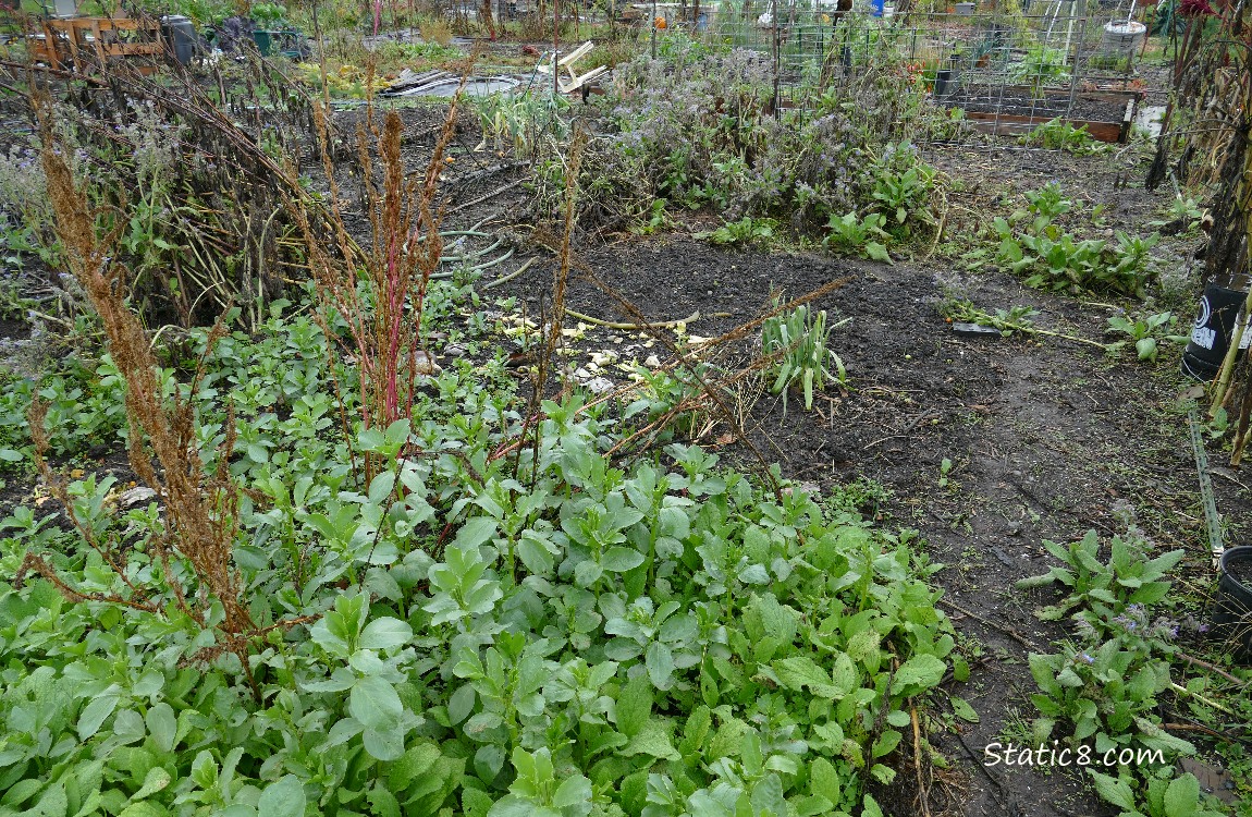 Garden plot