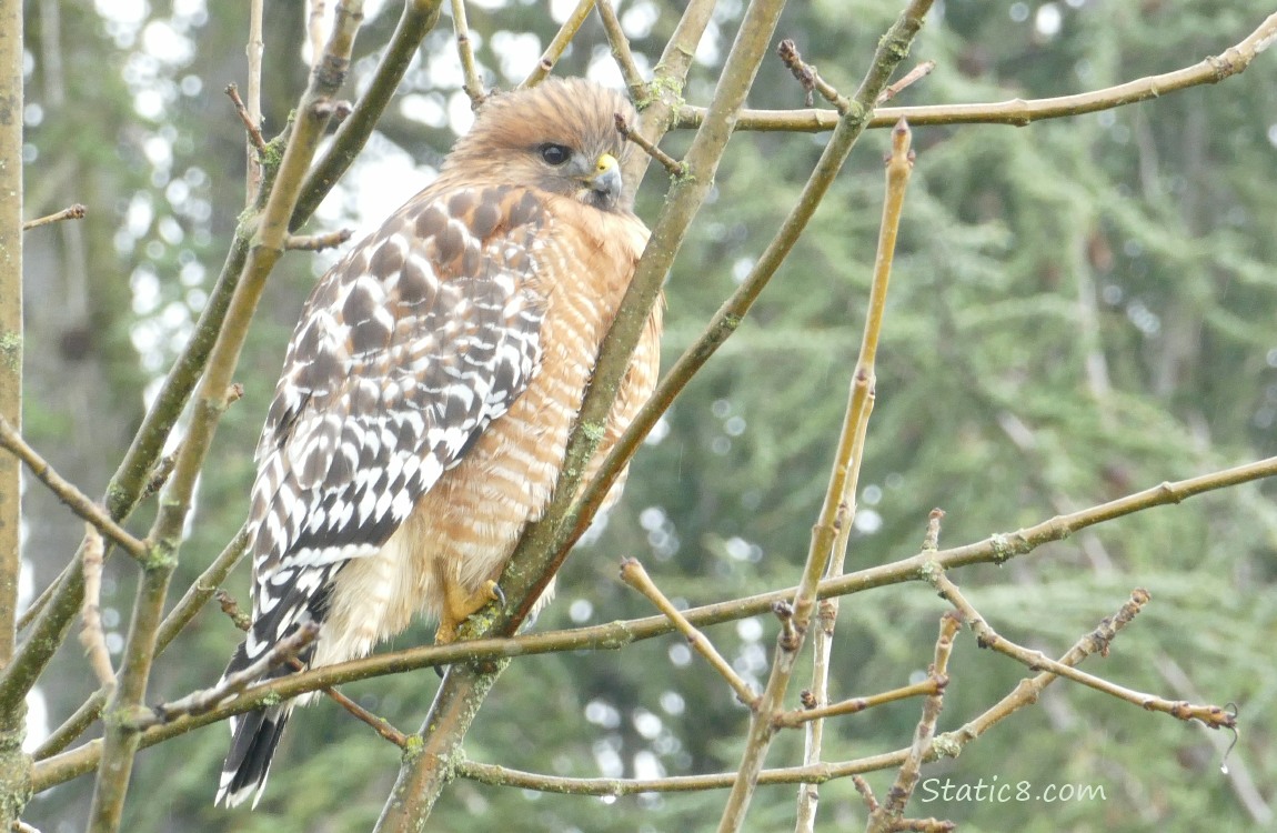 Red Shoulder Hawk standing in a tree