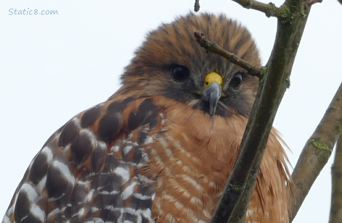 Close up of a Red Shoulder Hawk