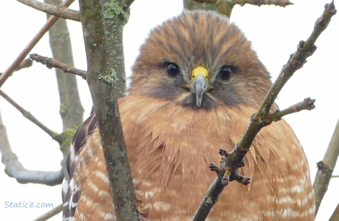 Close up of a Red Shoulder Hawk, looking