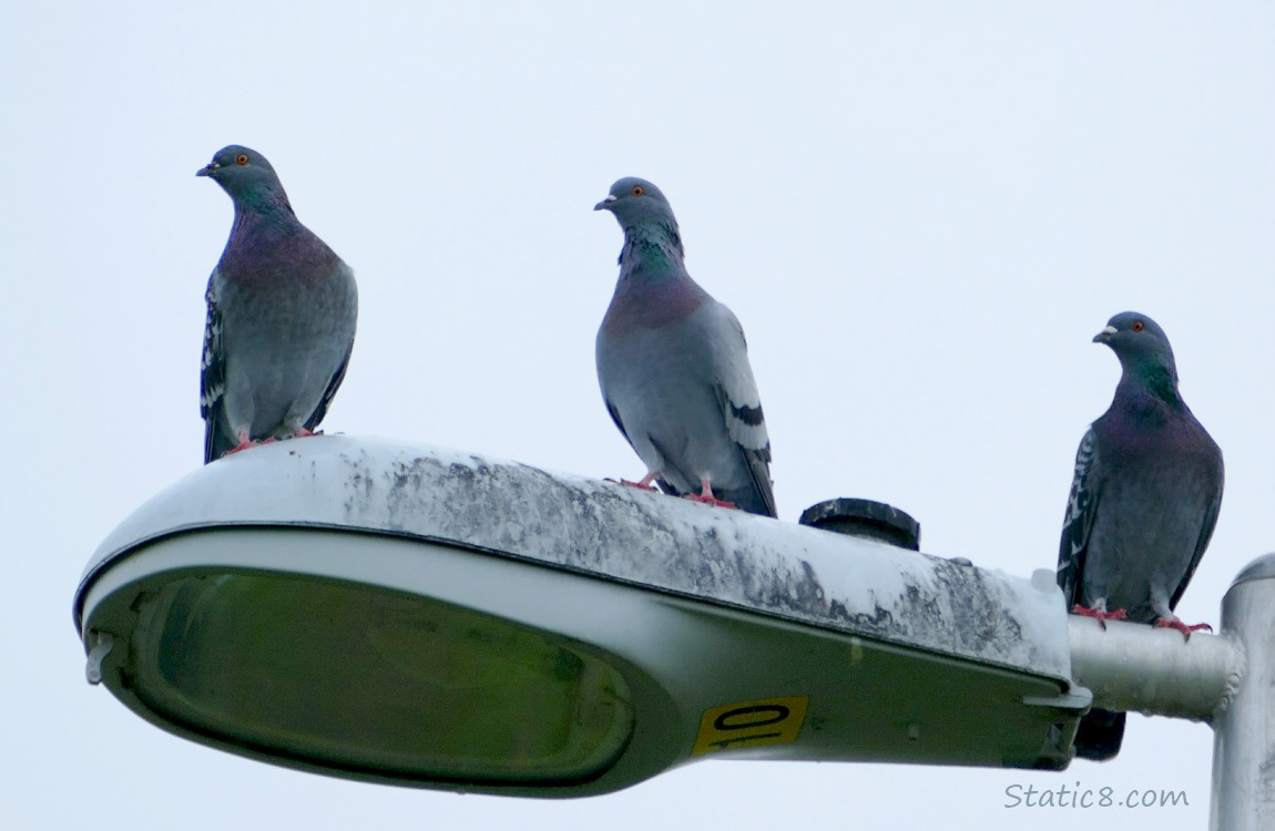 Pigeons standing on a street lamp