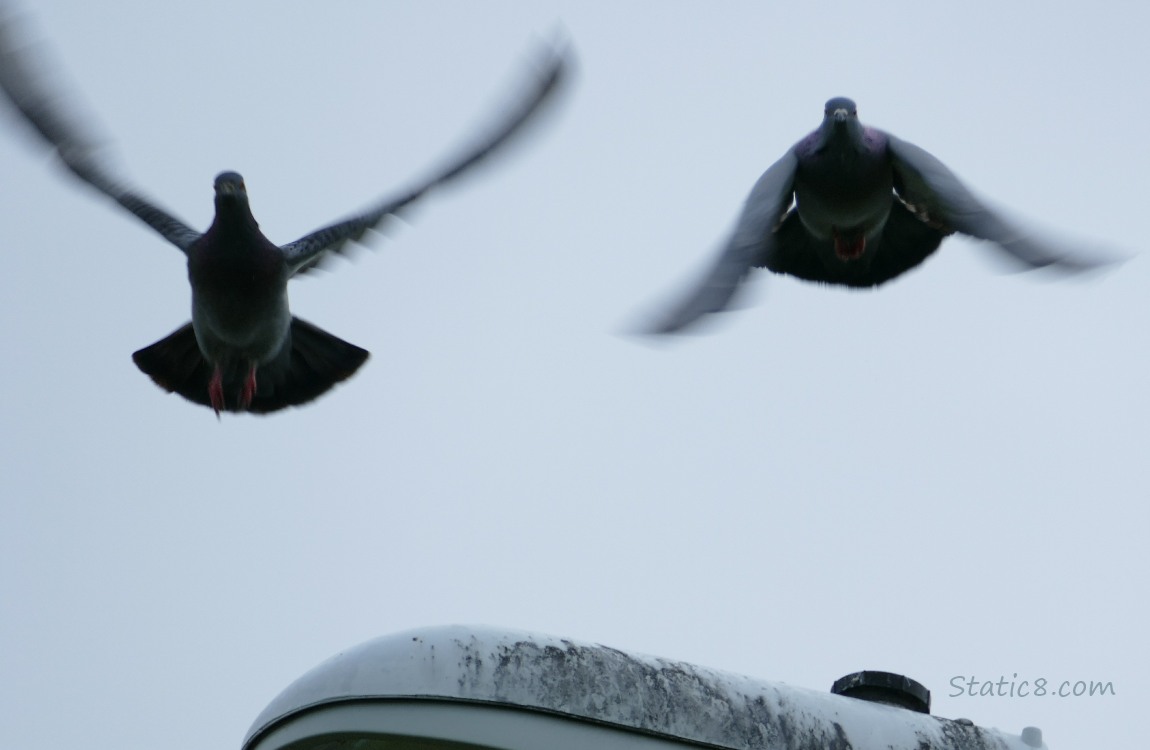 Pigeons flying