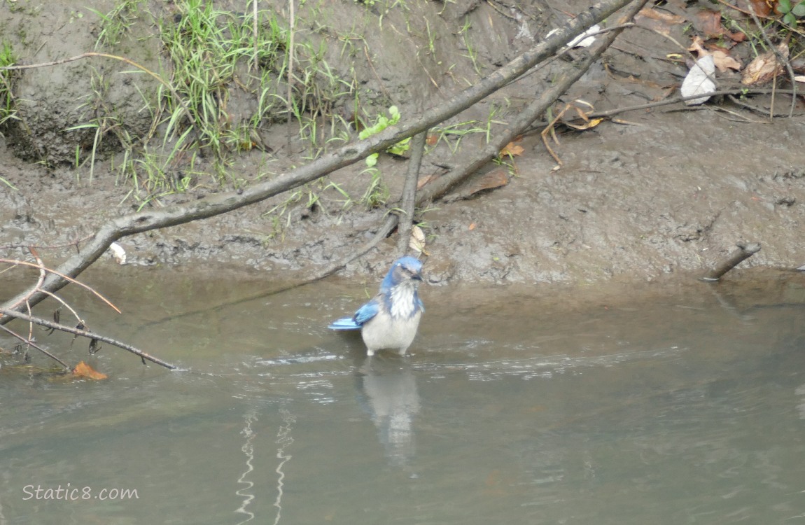 Scrub Jay standing in water by the bank