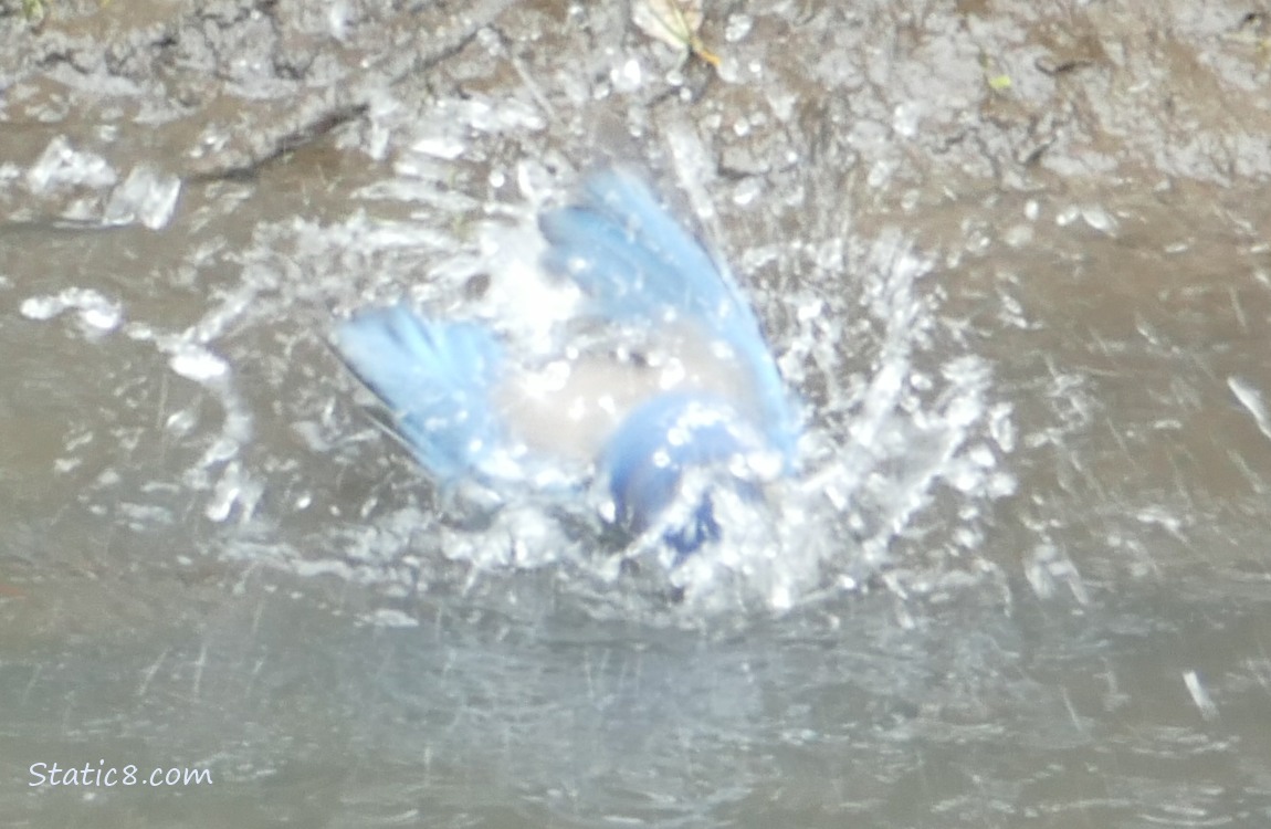 Scrub Jay splashing in the water