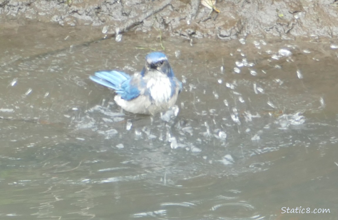 Scrub Jay standing in water, splashes