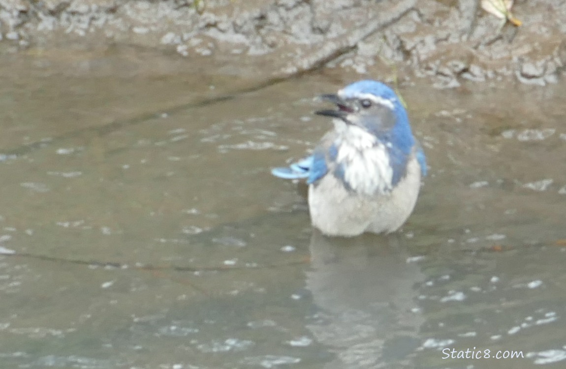 Scrub Jay standing in water, calling