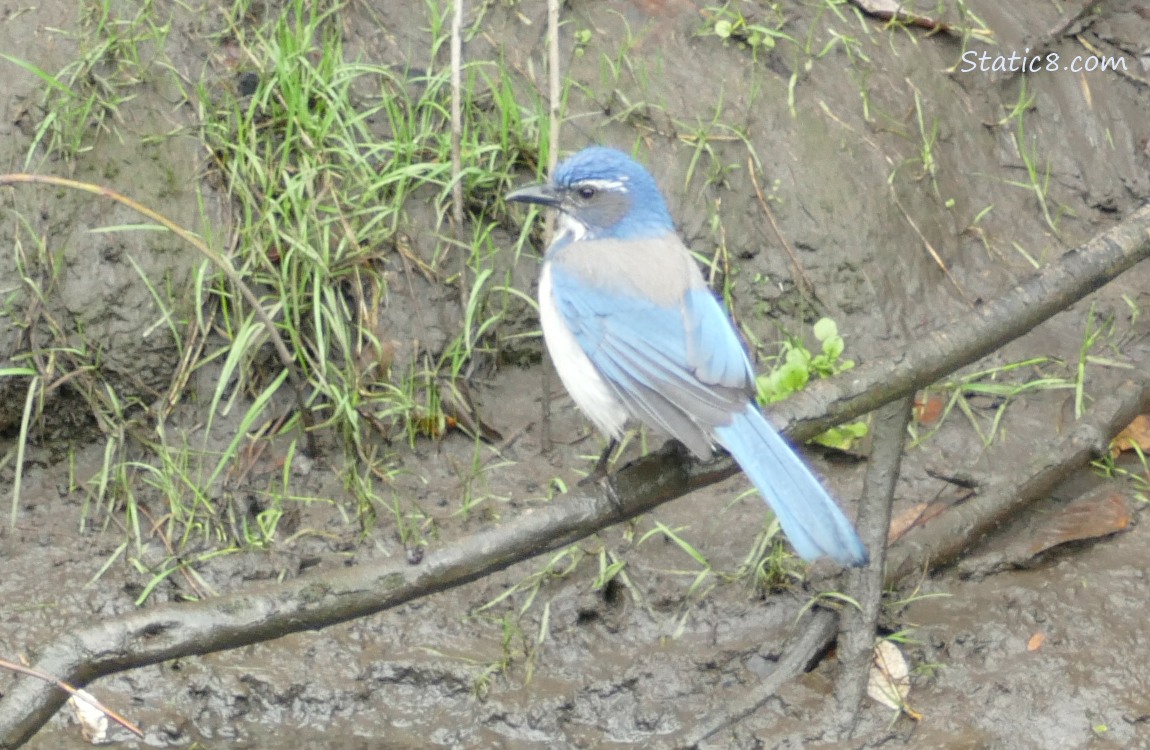 Scrub Jay standing on a stick over the water