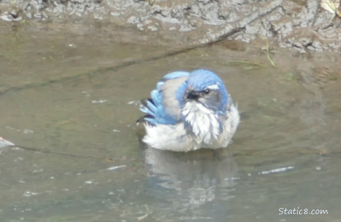 Scrub Jay standing in the water