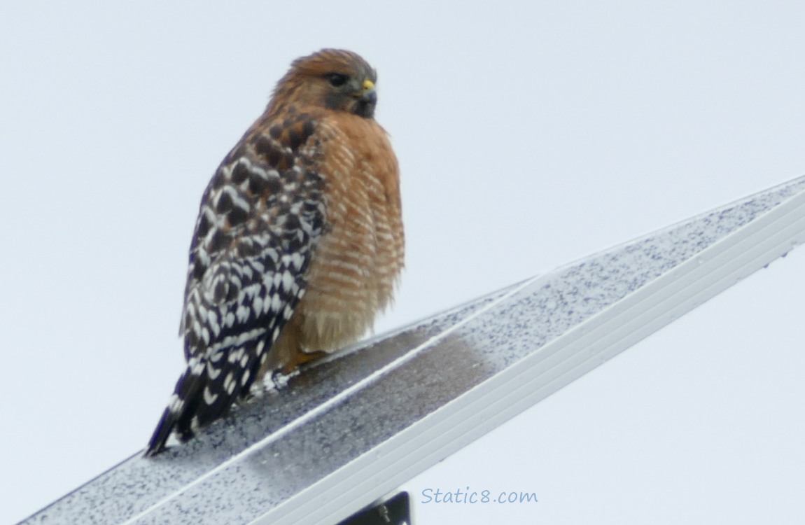 Red Shoulder Hawk standing on a solar panel