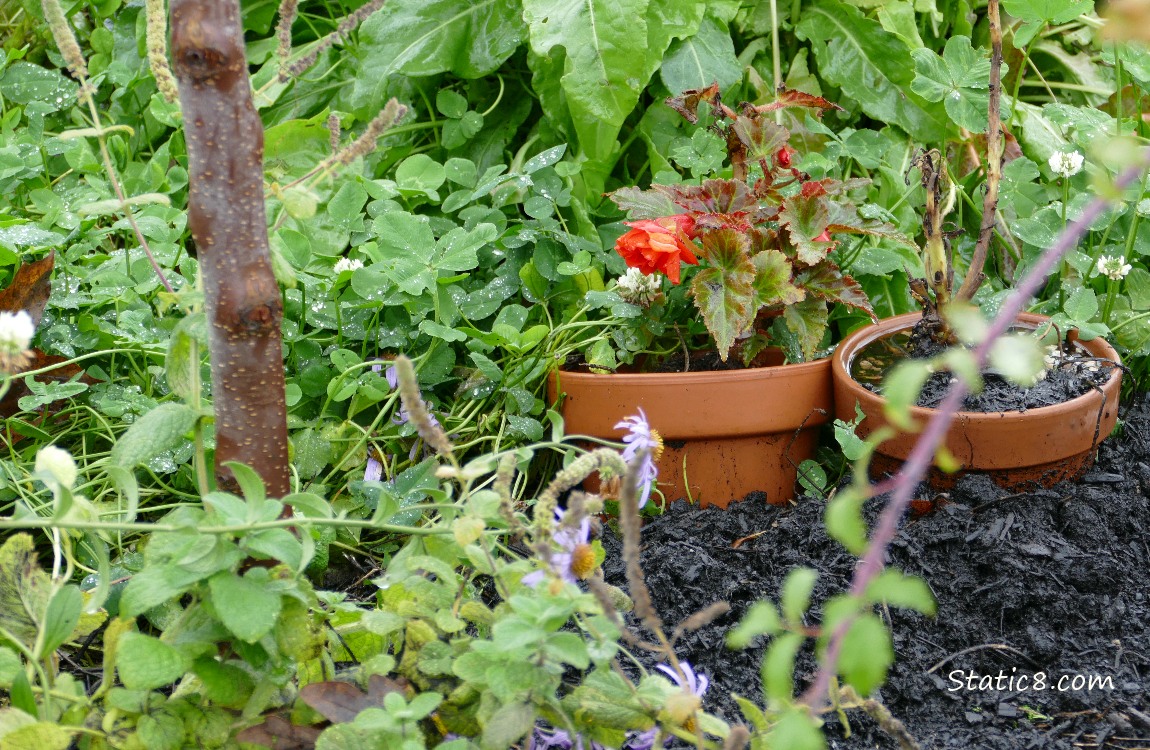 Potted Begonia blooming in a garden