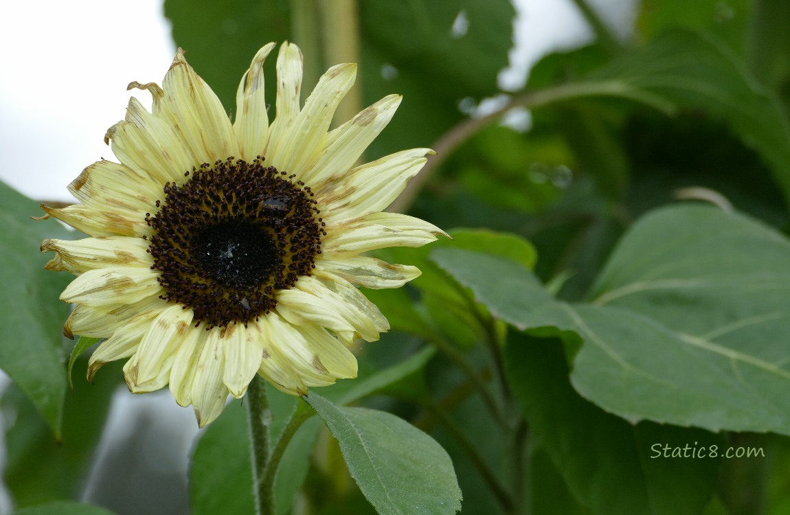 Sunflower bloom