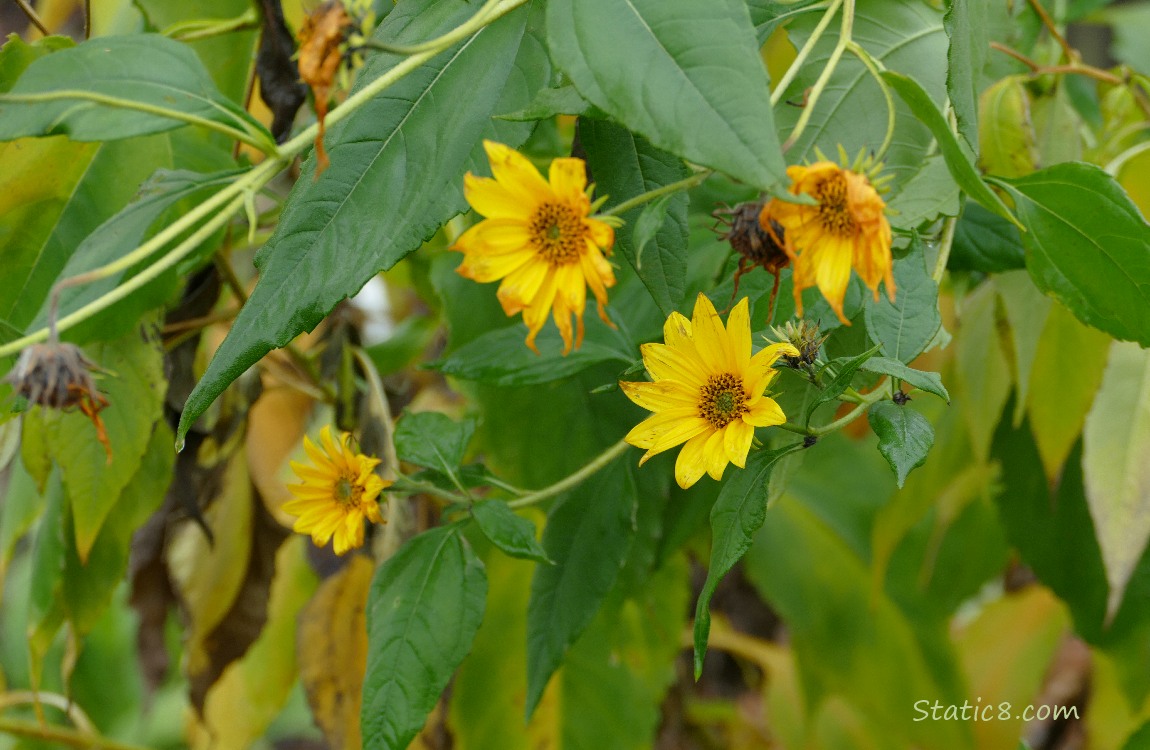 Sunchoke blooms