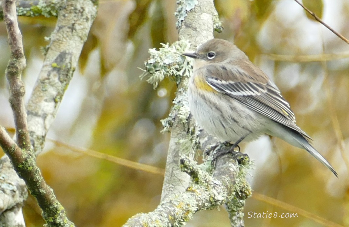 Yellow Rump Warbler standing on  a twig