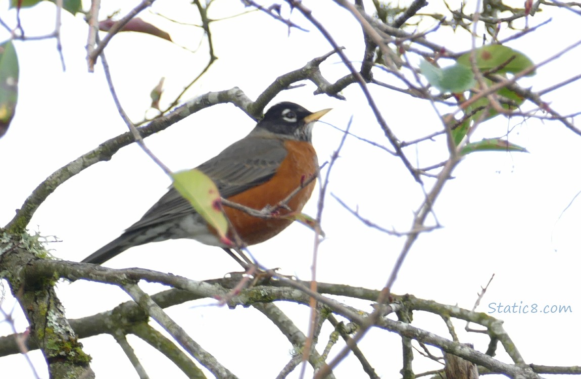 American Robin standing in a tree