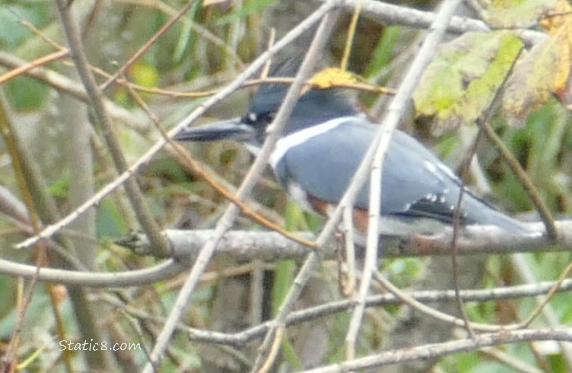 Belted Kingfisher behind sticks