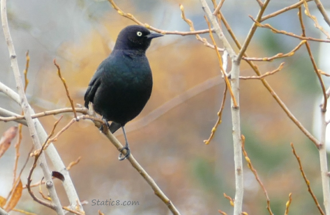 Brewer Blackbird standing in a winter bare tree