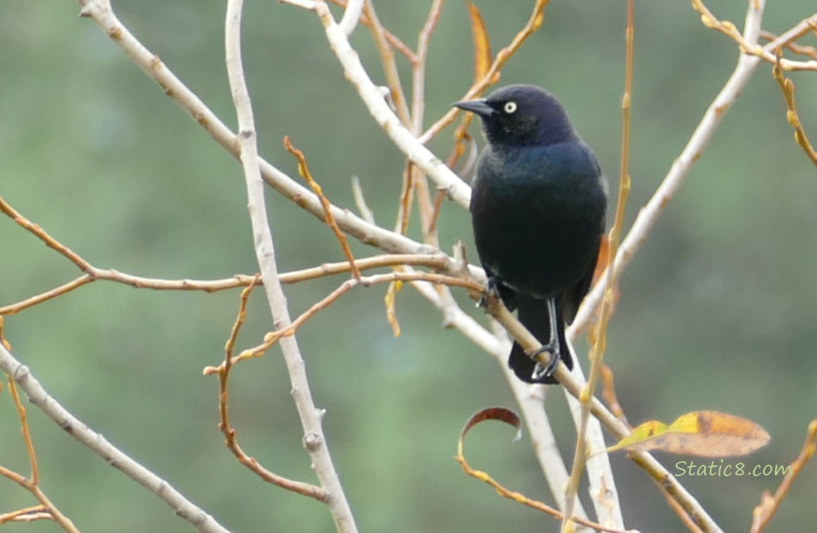 Brewer Blackbird standing on a twig in a winter bare tree