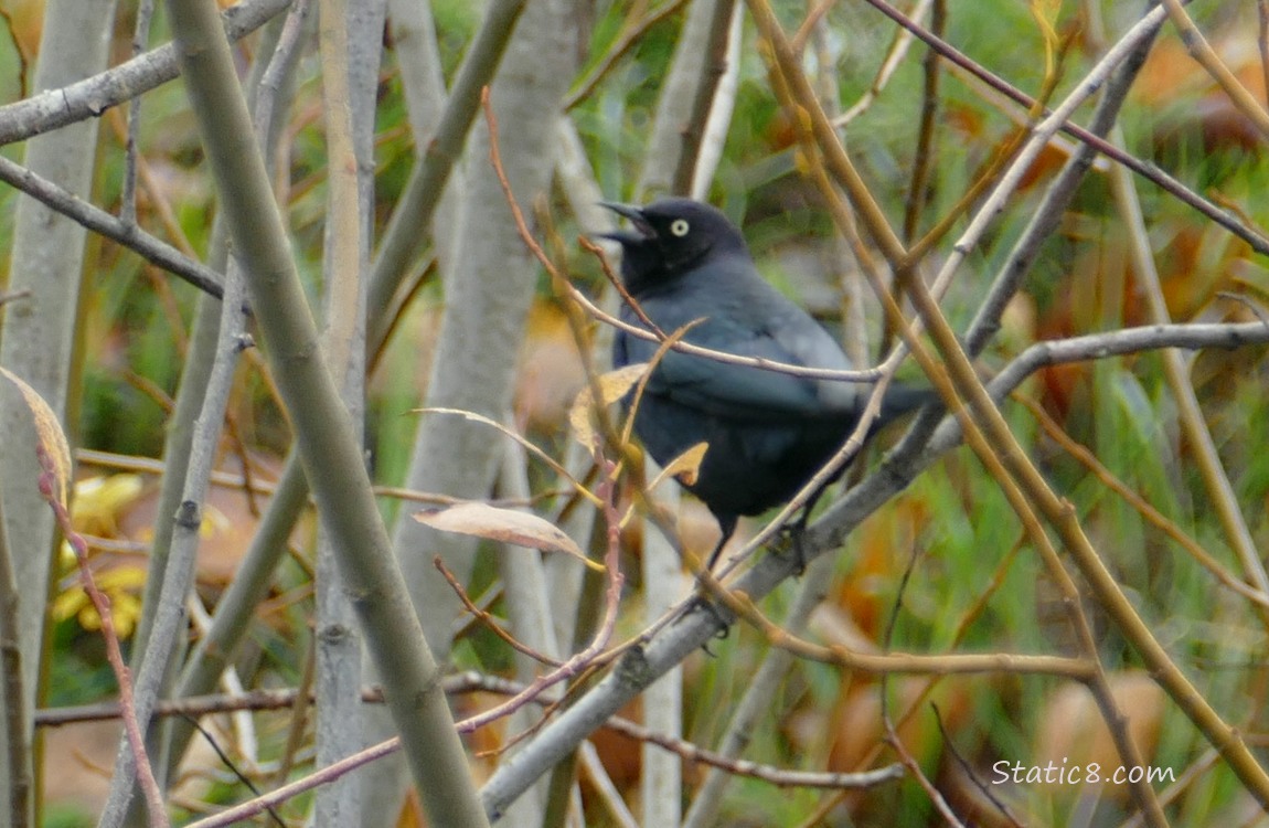 Brewer Blackbird calling from a bush