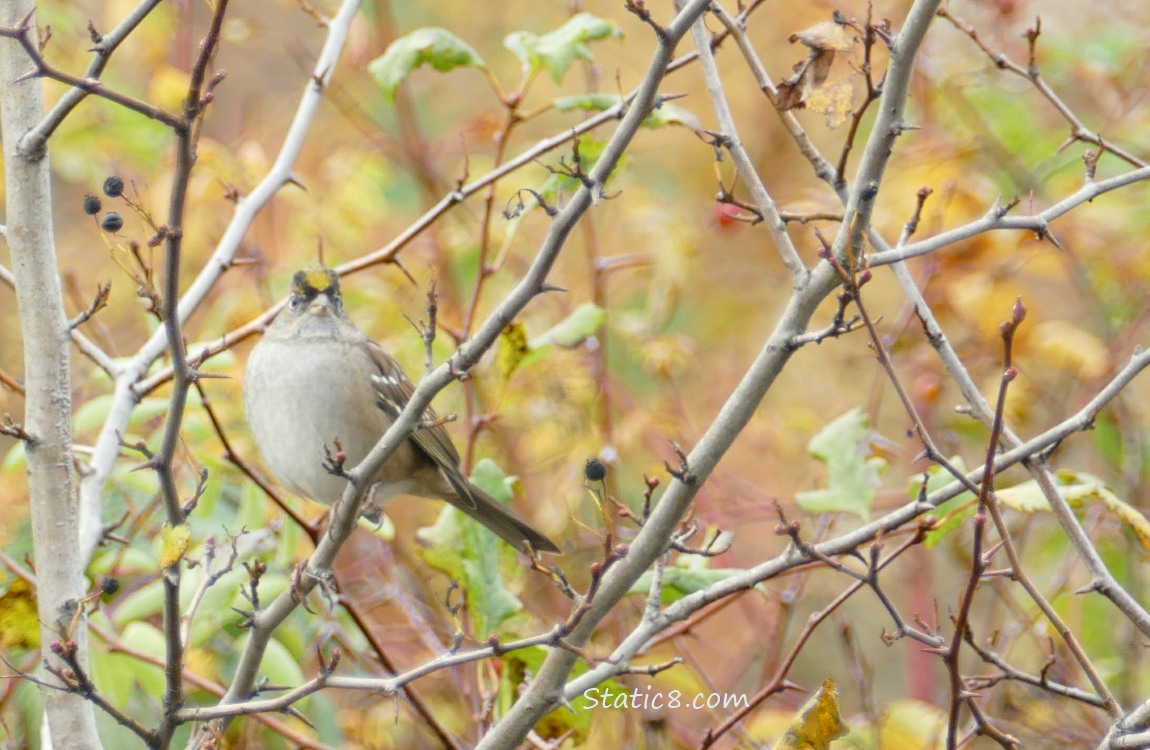 Golden Crown Sparrow standing in a bare Hawthorn tree