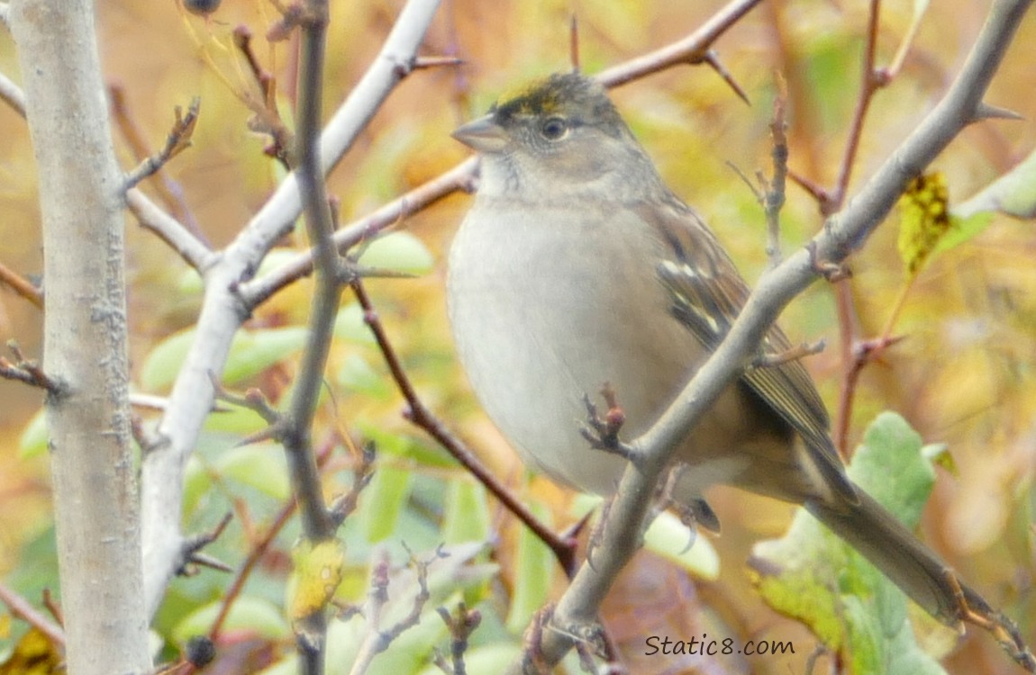 Golden Crown Sparrow standing in a bare Hawthorn tree