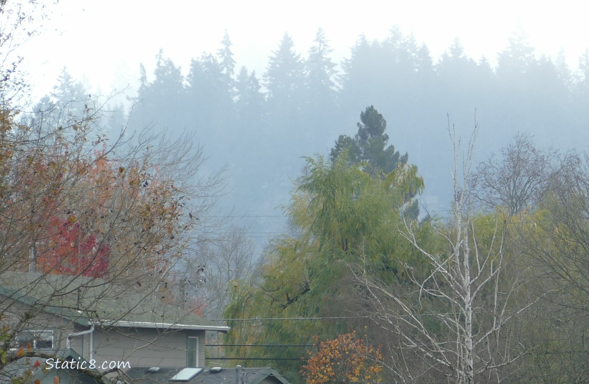 Foggy trees in the distance