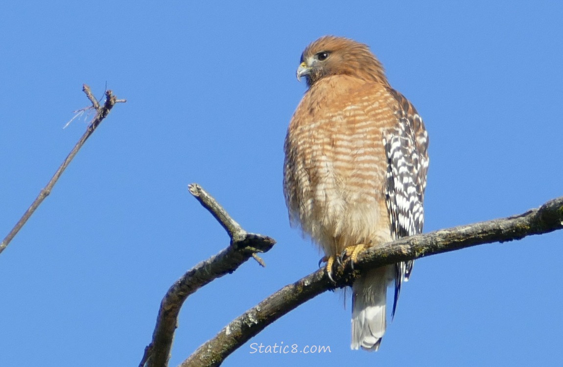 Red Shoulder Hawk in front of a blue sky