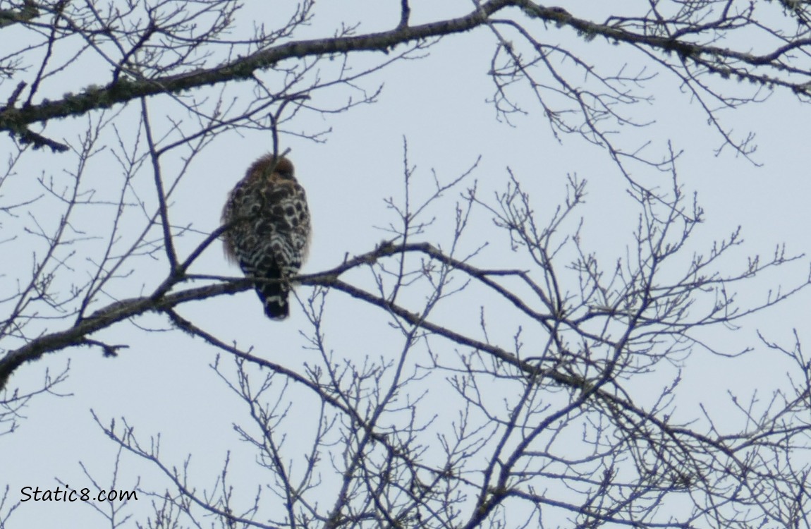 Silhouette of a hawk in a winter bare tree